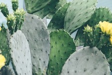 Tacos de Huevos con Nopales (Egg and Cacti Tacos)