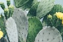 Tacos de Huevos con Nopales (Egg and Cacti Tacos)